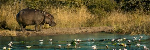 Caprivi 1