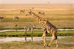 Chobe 1