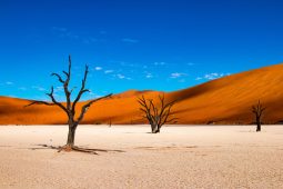 Deadvlei is a white clay pan located near the more famous salt pan of Sossusvlei, inside the Namib-Naukluft Park in Namibia.