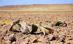 Welwitschia 1