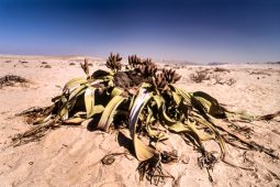 the welwitschia mirabilis, one of the most long-lived plants in the world, namib naukluft park, erongo, namibia, africa