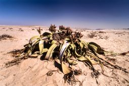 the welwitschia mirabilis, one of the most long-lived plants in the world, namib naukluft park, erongo, namibia, africa