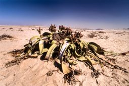 the welwitschia mirabilis, one of the most long-lived plants in the world, namib naukluft park, erongo, namibia, africa