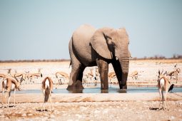 etosha 2