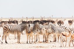 etosha 3